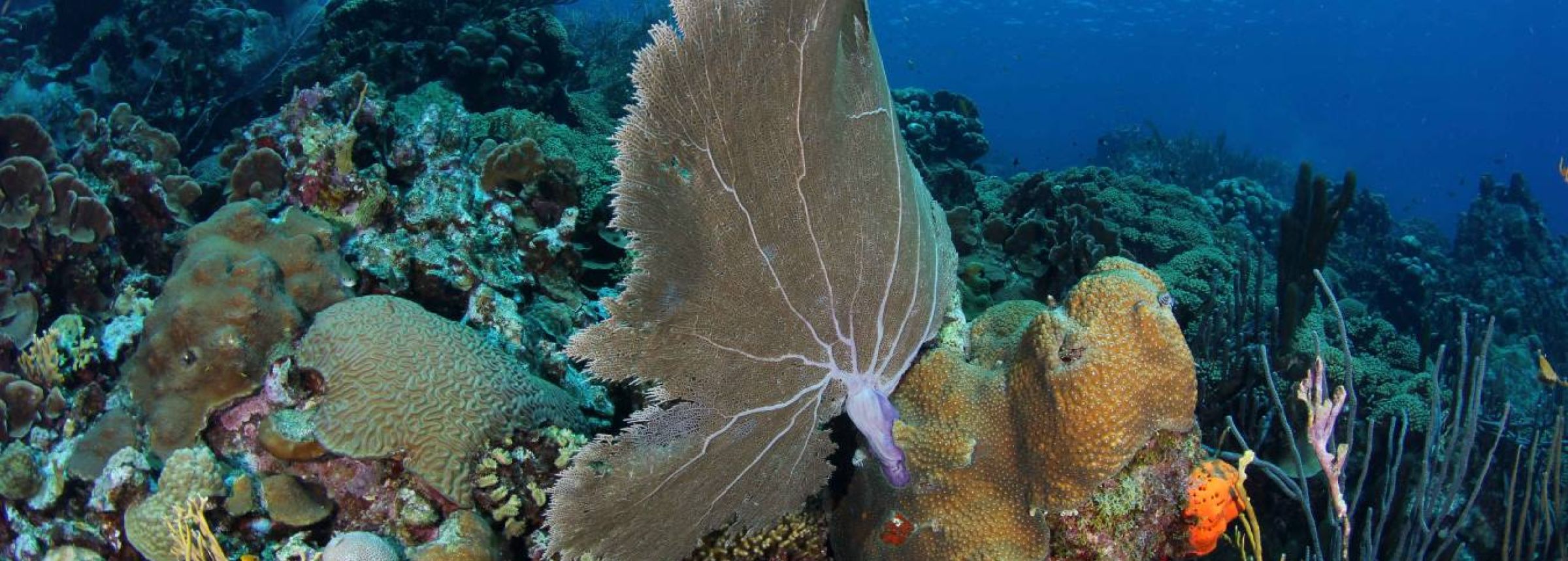 Best diving tours at Curacao